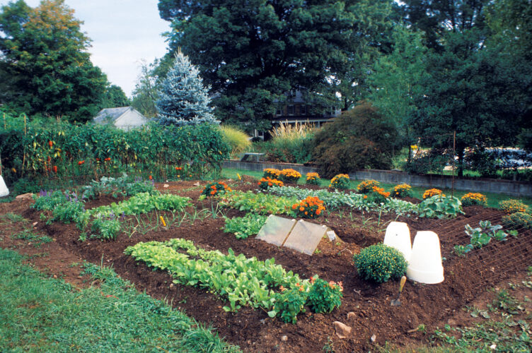 How To Make Soil Fertile Naturally